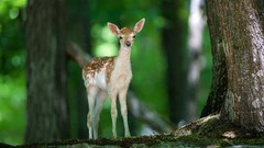 Deer fawn forests baby animals