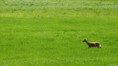 Deer fields White Tail Deer