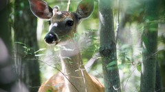 Deer HDR Photography