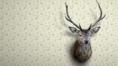 Deer head widescreen Animals