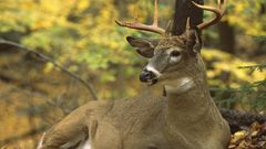 Deer hirsch cerf animal