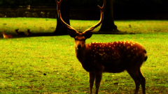 Deer horns elnias hirsche