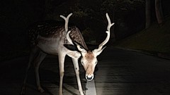 Deer roads WTF