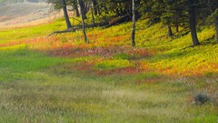 Deer Wyoming plateau national park yellowstone