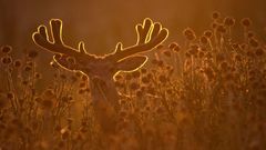 Deer Yes velvet backlit buck mule