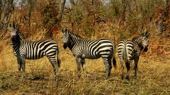 Delta zebras