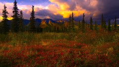 Denali National Park