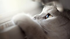 depth of field Animals closeup cats window Mammals