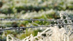 Depth of field barbed