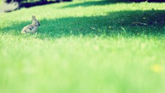 Depth of field Bunnies