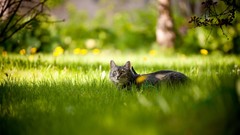 Depth of field cats