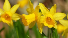 Depth of field daffodils