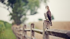 depth of field falcons fence Birds nature Animals