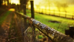 depth of field fence nature sunlight outdoors Wood