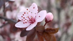 Depth of field Flowers