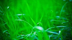 Depth of field grass