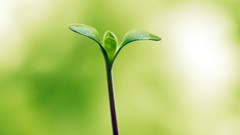 Depth of field Green