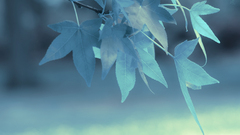 depth of field leaves nature macro Plants blue branch outdoors