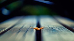 depth of field leaves wooden surface macro Wood blurred bench