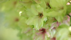 Depth of field nature