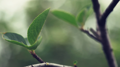 Depth of field nature