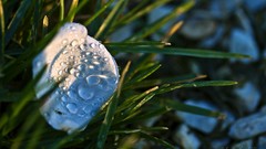 Depth of field nature