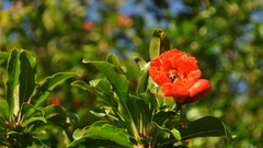 Depth of field nature