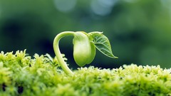 Depth of field nature