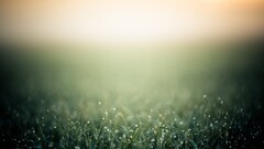 depth of field Photo manipulation grass bokeh macro dew Plants