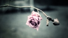 Depth of field roses