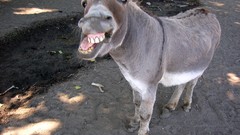 Derp donkey