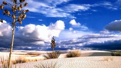 Desert Anime Manga bliss