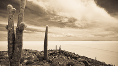 Desert cactus nature Landscapes