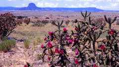 Desert cactus pink Flowers