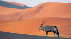 Desert oryx antelope