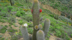 Desert Plants cactus nature