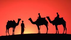 Desert silhouette Camels