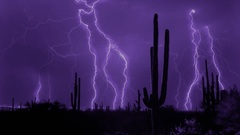 Deserts cactus Lightning
