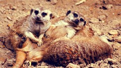 Deserts meerkats
