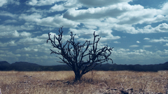 Deserts Plants bushes