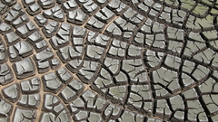 Desiccation cracks hg