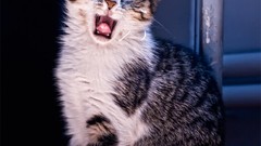 Design cats Istanbul Internet vintage USA artwork