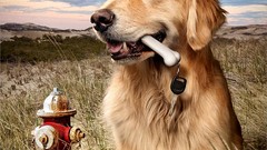 Design Dogs advertisement artwork