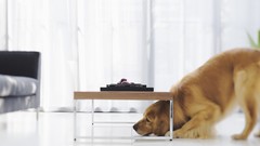 Design interior Dogs golden retriever