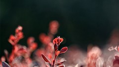 Deviantart depth of field