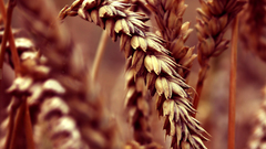 Deviantart depth of field