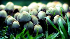 Deviantart mushrooms depth of