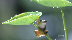 Dew amphibians leaves Frogs
