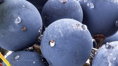 Dew food grapes fruits