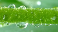 Dew go Green looking